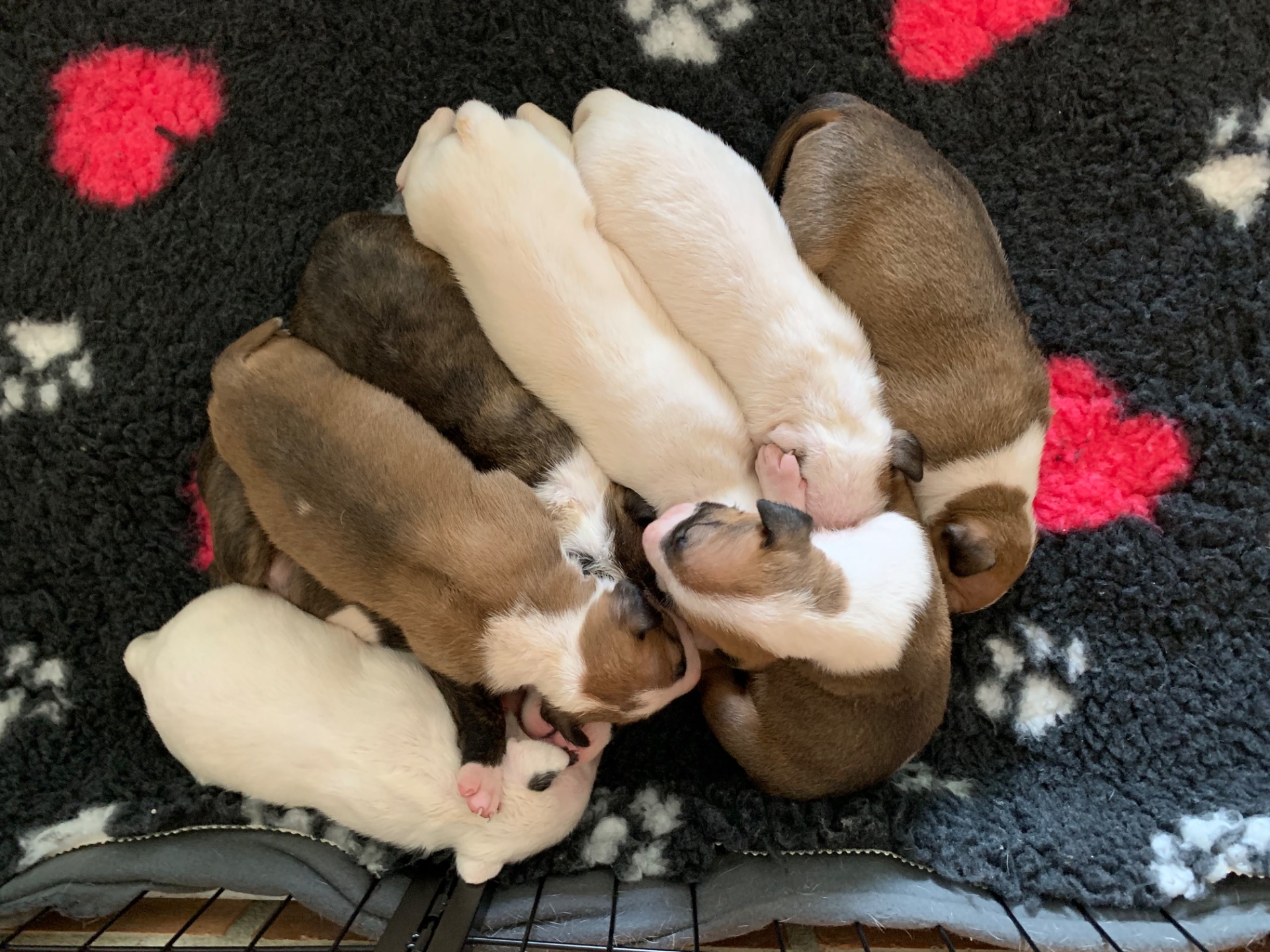 štěňata anglického bulteriéra Rostein Bull